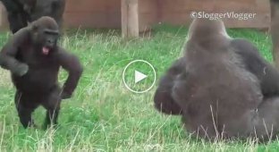 В семье горилл пополнение и реакция старшего брата на малыша