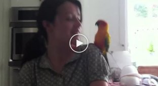Прикольный попугай любит танцевать
