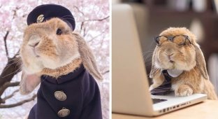 Встречайте самого стильного в мире кролика (35 фото)