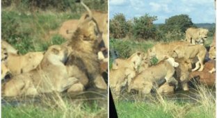 Девять львиц чуть не загрызли льва на глазах у потрясенных посетителей сафари-парка (3 фото + 2 видео)