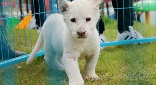 В китайском зоопарке растет редкий белый львенок (12 фото)