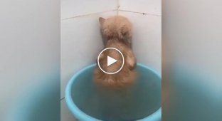 Обиженный купанием кот стал звездой соцсети