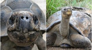70-летний самец черепахи наконец покинет ряды холостяков (5 фото + 1 видео)