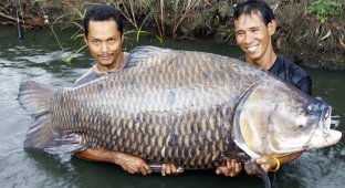 Топ-10 самых крупных пресноводных рыб мира (10 фото)
