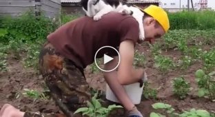 Котик который умеет и знает как помогать своему хозяину на огороде
