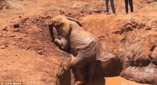 Спасение слона, застрявшего в яме (3 фото + 1 видео)