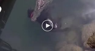 Крокодил маринует свою новую жертву