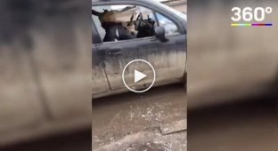 В Стерлитамаке пьяная женщина устроила «рубиловку» автомобиля