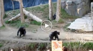 Битва обезьян в зоопарке