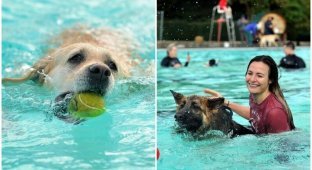 В Англии 800 собак закрыли купальный сезон (10 фото + 1 видео)