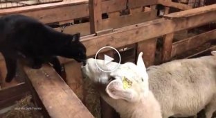 Месть овцы задиристому коту