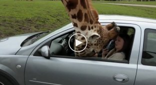 Жирафу зажали голову пассажирским стеклом автомобиля