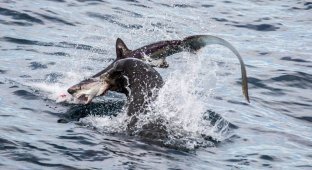 Морской лев пообедал акулой (5 фото)
