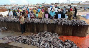 Рыболовный сезон в Сомали (8 фото)