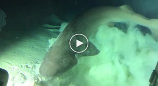 Гигантская акула перекусила рыбой и заглянула в батискаф к учёным