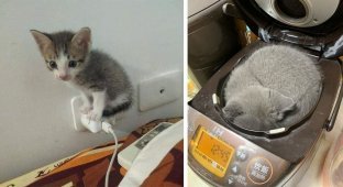 Коты, которые легко превращают в свое спальное место любую вещь (18 фото)
