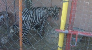Единственная зебра в Секторе Газа (2 фото)