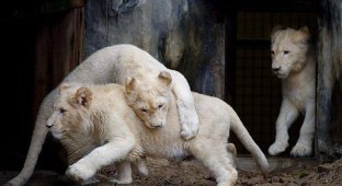Семья львов - альбиносов (6 фото)
