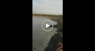 Река Бейсужёк Правый обмелела, что вызвало катастрофическую гибель рыбы