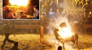 "Огненный бык" - жестокая испанская забава (7 фото + 1 видео)