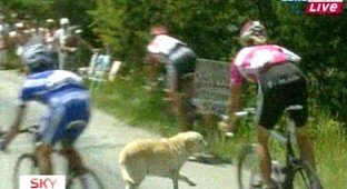 Собака решила поучаствовать в Tour De France (4 фото)
