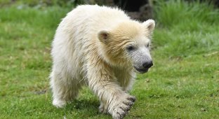 Привет, мир: первая прогулка детеныша белого медведя по зоопарку (12 фото)