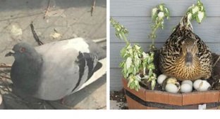 Орнитолог смешно комментирует дизайнерские способности птиц (20 фото)