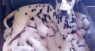 101 далматинец: собака родила в 2 раза больше щенков, чем полагается (5 фото)