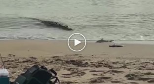 В Австралии огромный крокодил выполз на пляж и съел двух акул