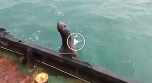 Тюлень попросился на борт матросом