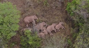 Слоны сбежали из заповедника и решили вздремнуть после своих странствий (6 фото)