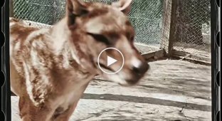 Оцифрованное и раскрашенное видео с тасманийским тигром (сумчатым волком)