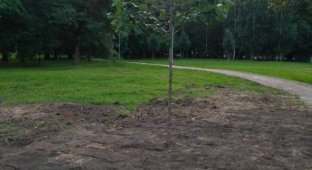 Московские коммунальщики уложили рулонный газон травой вниз (3 фото)