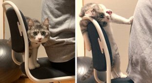 Кошка не позволила хозяину сесть на ее стул (11 фото)