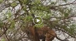 Тигр залез на дерево, чтобы добраться до обезьяны