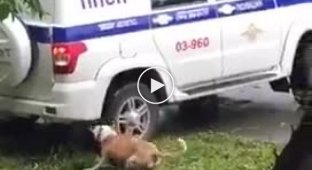 Российская собака повредила полицейскую машину защищая пьяного хозяина