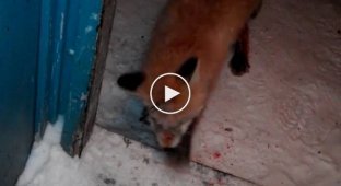 Почему люди не зря боятся зомби-апокалипсиса  нападение бешеной лисы на жителя Коми