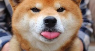 Знакомьтесь, Рюдзи, японский пес породы сиба-ину с самой выразительной мимикой (17 фото)