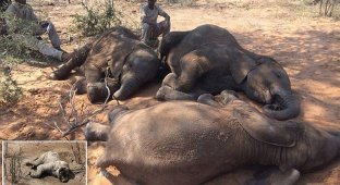 Браконьеры убили почти сотню слонов в заповеднике Ботсваны (4 фото)