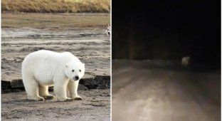 В Якутии водитель заметил на дороге белого медведя (3 фото + 1 видео)