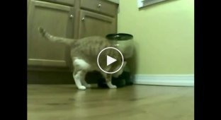 Как голодный кот научился пользоваться кормилкой за 2 дня