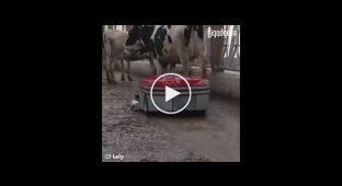 Робот который убирает за коровами