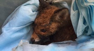Житель Екатеринбурга спас лисенка, упавшего в гудрон (6 фото)