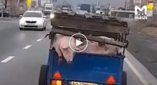 Комментарии водителя в украинском Мукачево о побеге свиней (мат)