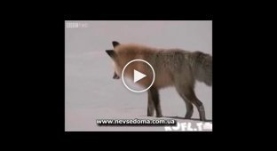 Как лисицы охотятся на мышей