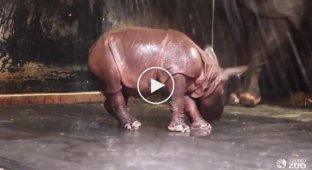 Детеныш индийского носорога резвится в душе