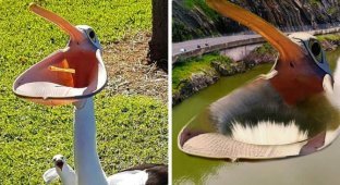 В сети делают фотопародии на пеликана, который так разинул свой клюв, что чуть не поглотил весь мир (15 фото)