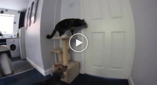 Кот помогает собаке выйти из комнаты