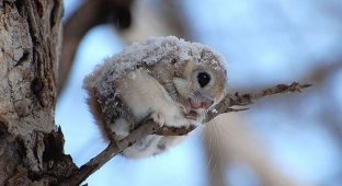 Японские или сибирские белки-летяги - одни из самых милых зверьков на земле (12 фото)