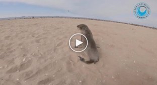 Спасение маленьких тюленей, запутавшихся в рыболовной леске